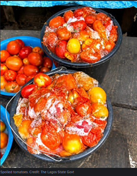 Lagos Warns Residents Against Consumption Of Spoiled Tomatoes